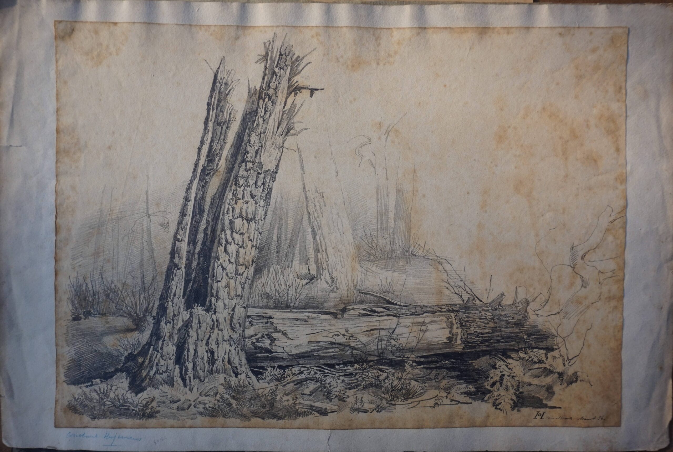 Constant Cornelis Huijsmans, arbre brisé en deux dans la forêt de Mastbosch - Image 2