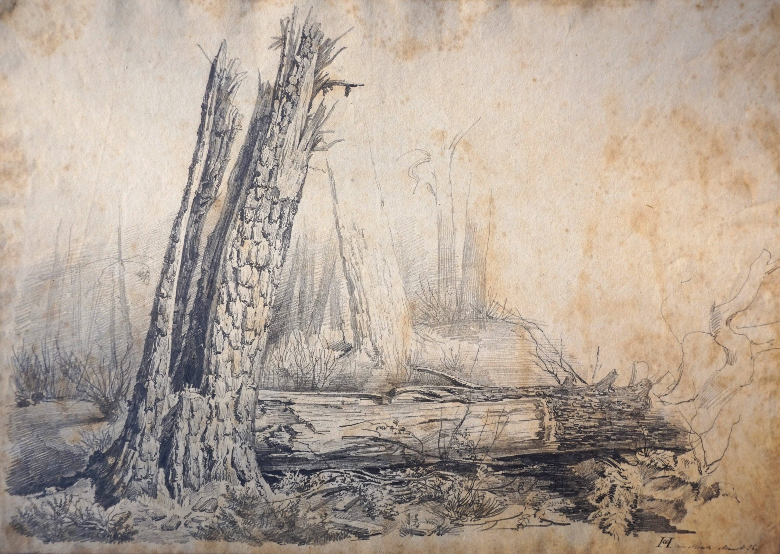 Constant Cornelis Huijsmans, arbre brisé en deux dans la forêt de Mastbosch